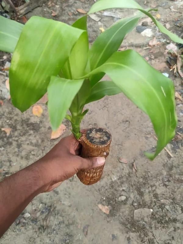 Lucky Brazil Wood Potted Plant .Free Delivery 🚚 . ⭐⭐⭐⭐⭐ 87,995+ Reviews🤩 💥🔥SALE FLAT 50%OFF🔥