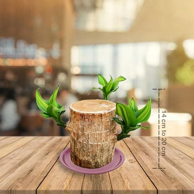 Lucky Brazil Wood Potted Plant .Free Delivery 🚚 . ⭐⭐⭐⭐⭐ 87,995+ Reviews🤩 💥🔥SALE FLAT 50%OFF🔥