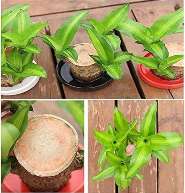 Lucky Brazil Wood Potted Plant .Free Delivery 🚚 . ⭐⭐⭐⭐⭐ 87,995+ Reviews🤩 💥🔥SALE FLAT 50%OFF🔥