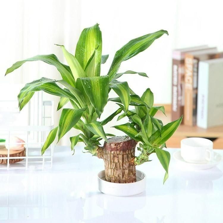 Lucky Brazil Wood Potted Plant .Free Delivery 🚚 . ⭐⭐⭐⭐⭐ 87,995+ Reviews🤩 💥🔥SALE FLAT 50%OFF🔥