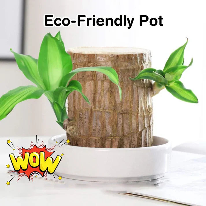 Lucky Brazil Wood Potted Plant .Free Delivery 🚚 . ⭐⭐⭐⭐⭐ 87,995+ Reviews🤩 💥🔥SALE FLAT 50%OFF🔥