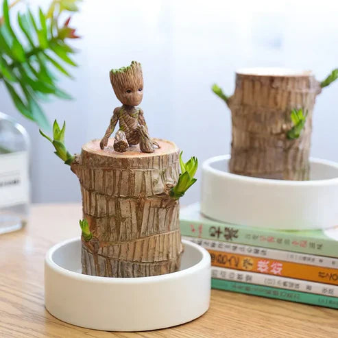 Lucky Brazil Wood Potted Plant .Free Delivery 🚚 . ⭐⭐⭐⭐⭐ 87,995+ Reviews🤩 💥🔥SALE FLAT 50%OFF🔥