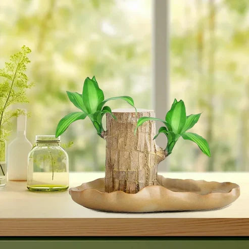 Lucky Brazil Wood Potted Plant .Free Delivery 🚚 . ⭐⭐⭐⭐⭐ 87,995+ Reviews🤩 💥🔥SALE FLAT 50%OFF🔥