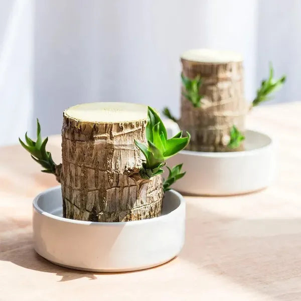 Lucky Brazil Wood Potted Plant .Free Delivery 🚚 . ⭐⭐⭐⭐⭐ 87,995+ Reviews🤩 💥🔥SALE FLAT 50%OFF🔥