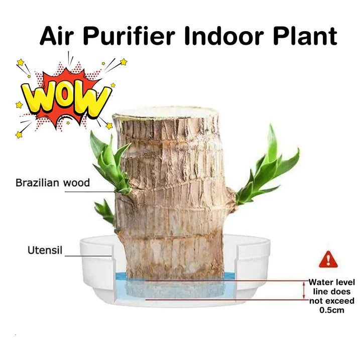 Lucky Brazil Wood Potted Plant .Free Delivery 🚚 . ⭐⭐⭐⭐⭐ 87,995+ Reviews🤩 💥🔥SALE FLAT 50%OFF🔥