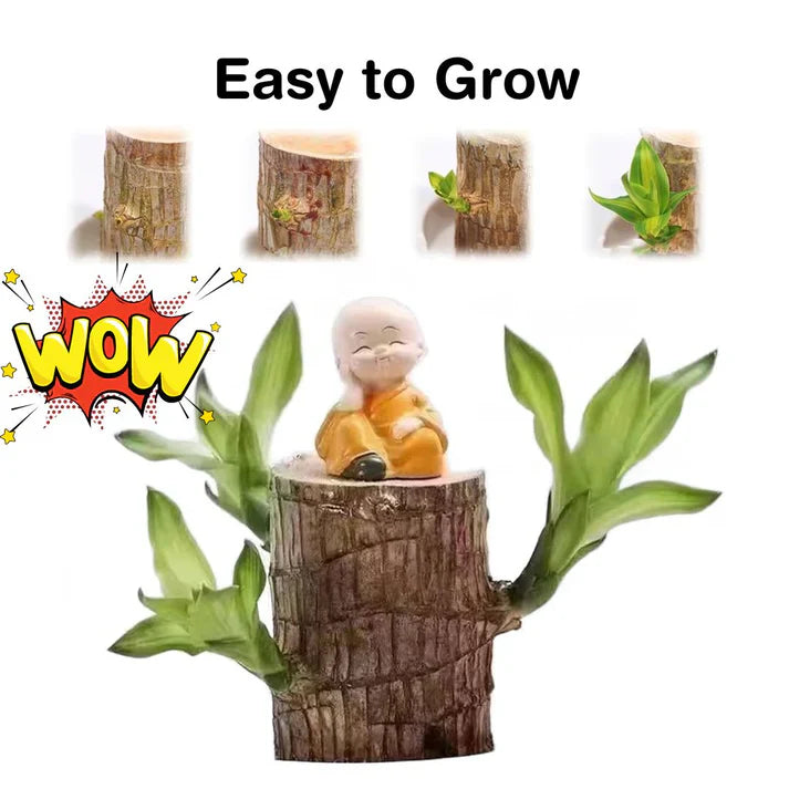 Lucky Brazil Wood Potted Plant .Free Delivery 🚚 . ⭐⭐⭐⭐⭐ 87,995+ Reviews🤩 💥🔥SALE FLAT 50%OFF🔥