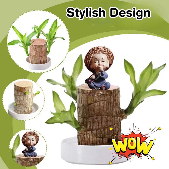 Lucky Brazil Wood Potted Plant .Free Delivery 🚚 . ⭐⭐⭐⭐⭐ 87,995+ Reviews🤩 💥🔥SALE FLAT 50%OFF🔥