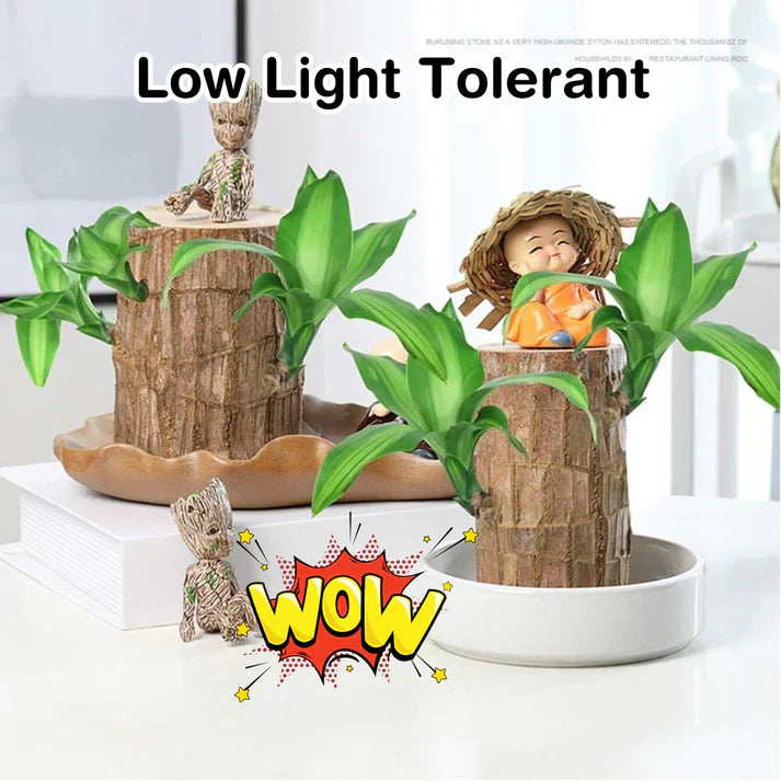 Lucky Brazil Wood Potted Plant .Free Delivery 🚚 . ⭐⭐⭐⭐⭐ 87,995+ Reviews🤩 💥🔥SALE FLAT 50%OFF🔥