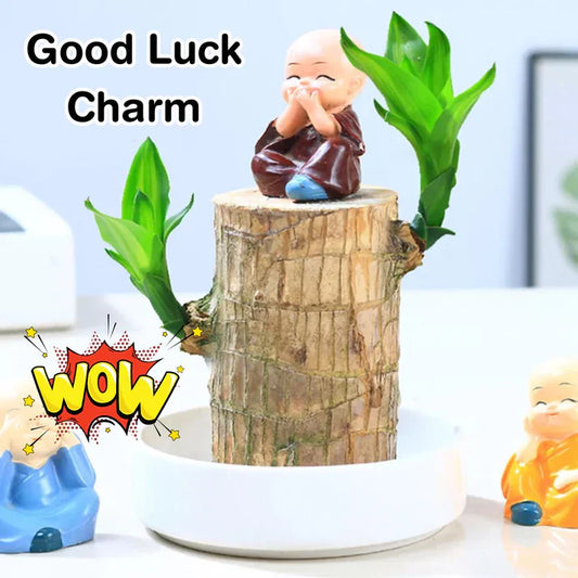 Lucky Brazil Wood Potted Plant .Free Delivery 🚚 . ⭐⭐⭐⭐⭐ 87,995+ Reviews🤩 💥🔥SALE FLAT 50%OFF🔥